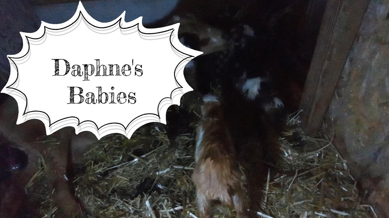 Daphne's Babies
