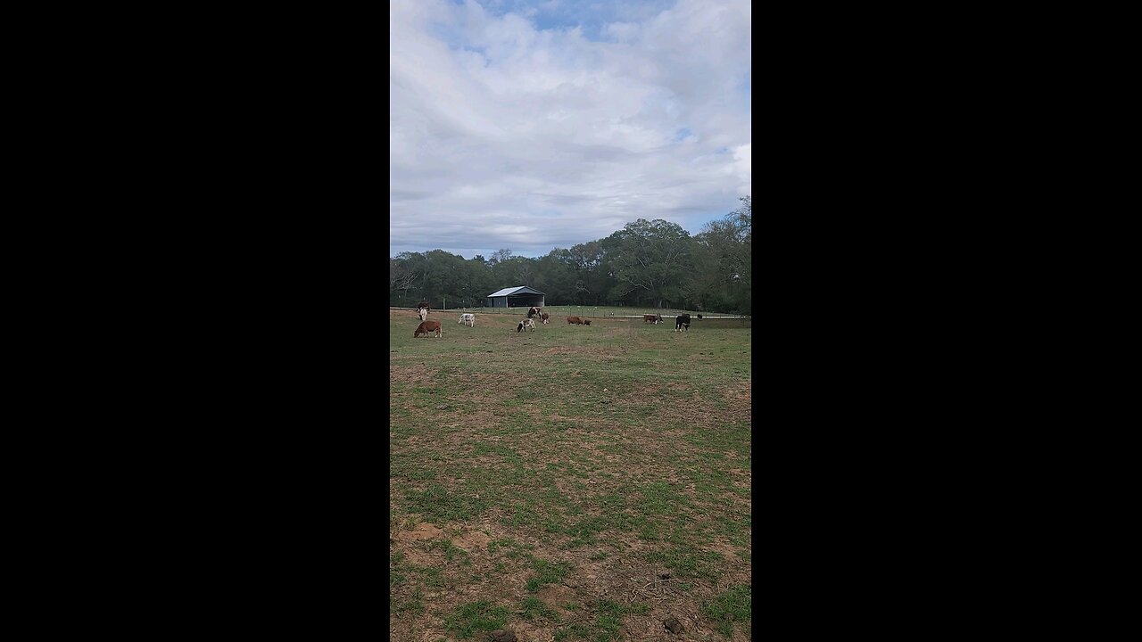 Cows and calves grazing on a fall morning.