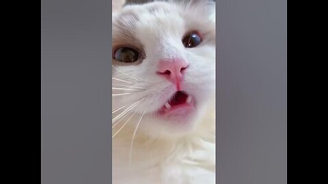 cat meme & kitten (tik tok video]💘 - funny cats meow baby cute compilation [cat-cash home)