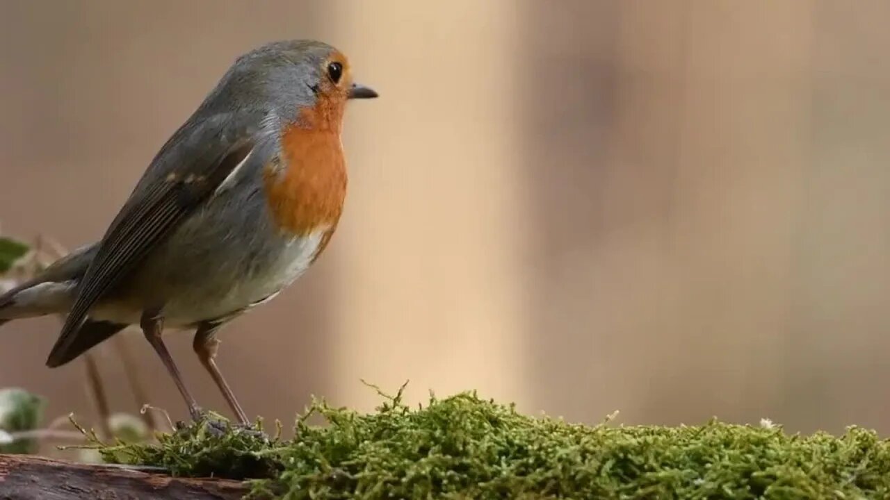 Spring Birds Eating, Nature