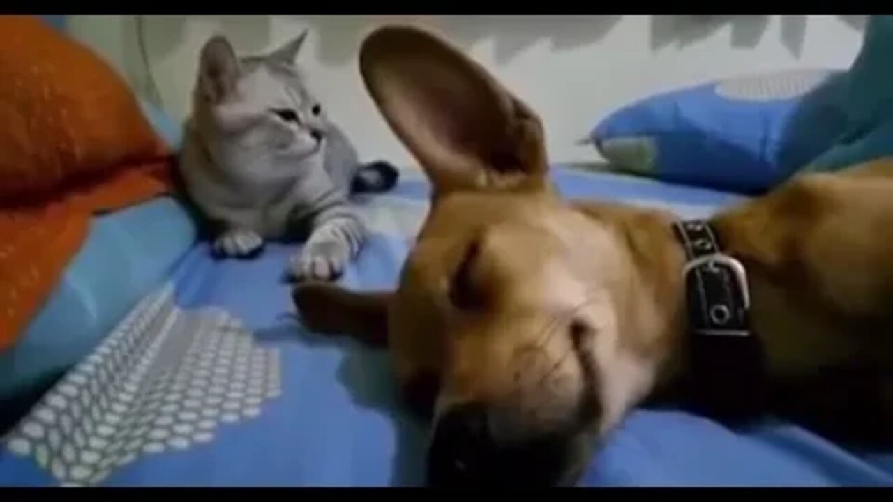 Cat Hates Dog Farting