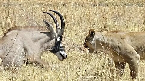 Antelope vs Lion: Heart-Stopping Escapes in Epic Survival Saga