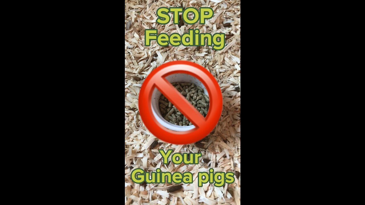 STOP feeding your Guinea pigs