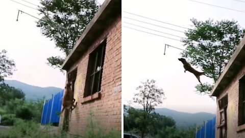 Look what this dog is capable of... Omg 😲😲