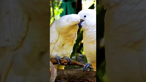 White Cockatoo Loves || Cockatoo Parrot || Cockatoo Beutiful Birds #trending #etching #shorts