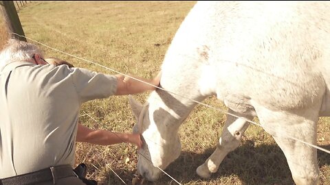 Horses & Background Worship Music