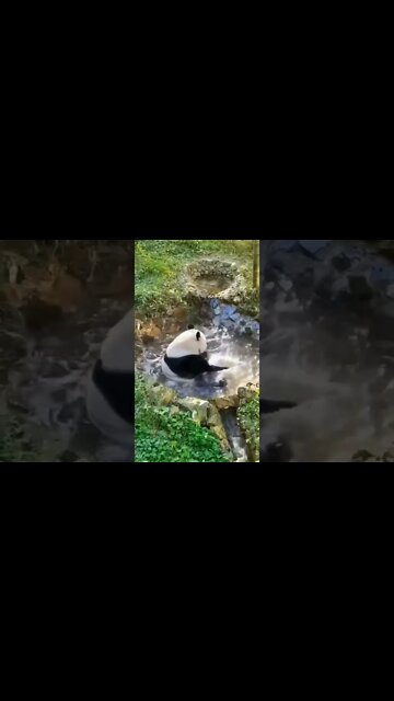 panda tomando uma ducha 🤣🤣