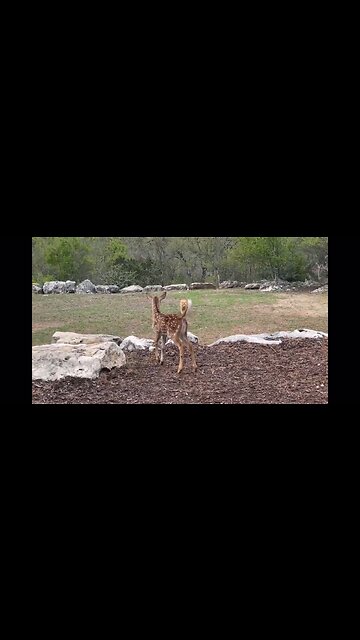 Cat Pretends To Stalk Fawn Best Friend