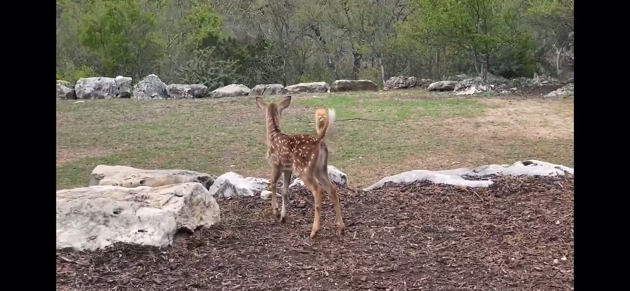 Cat Pretends To Stalk Fawn Best Friend