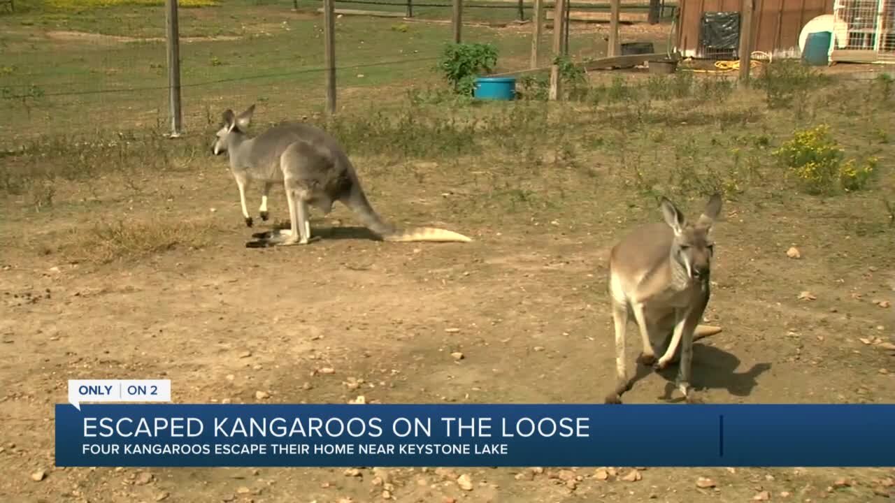 Escaped Kangaroos on the Loose