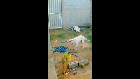 Dog and cat funny video