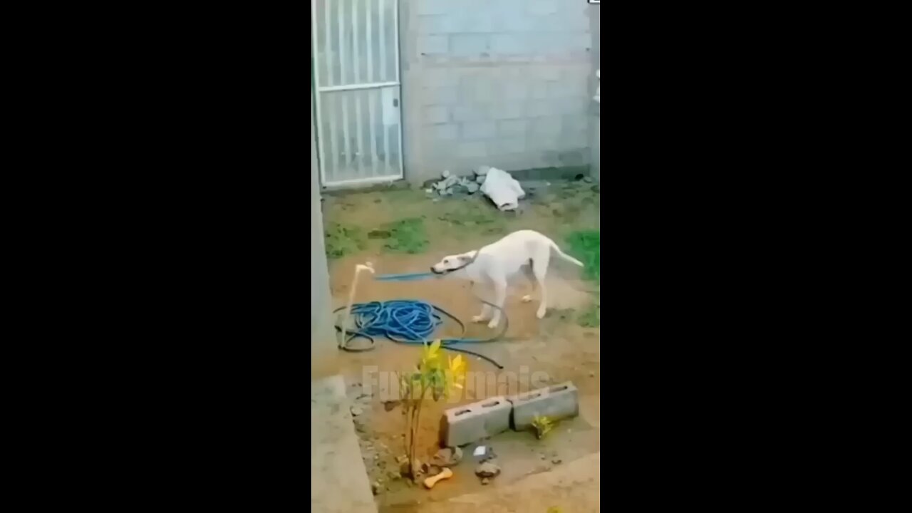 Dog and cat funny video