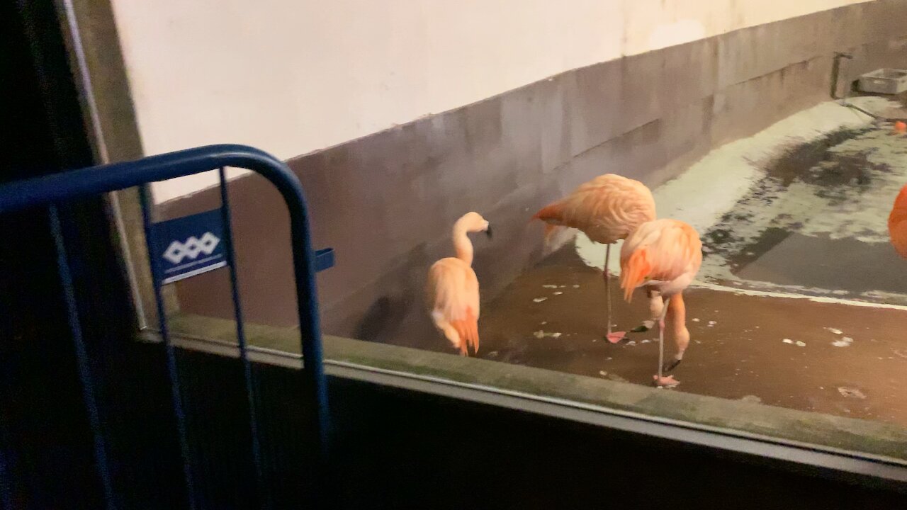 Christmas in Aalborg | Flamingos 🦩