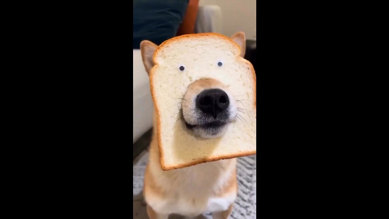 Dog doing funny things