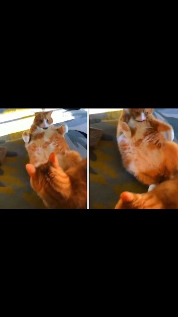 Fat cat trying to get up off the ground and almost falling on top of the other cat