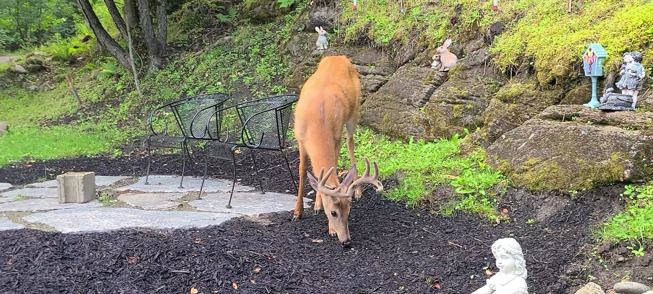 Friendly deer