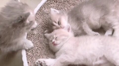 🐱Cutest Cats🐱Videos Compilation#016
