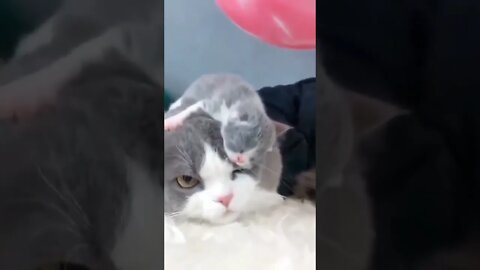 cat with baby