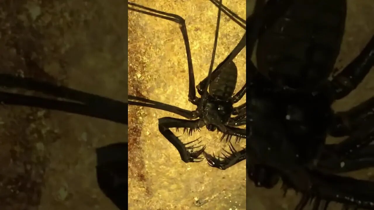 Whip Scorpions Deep in a Cavern in the Jungle