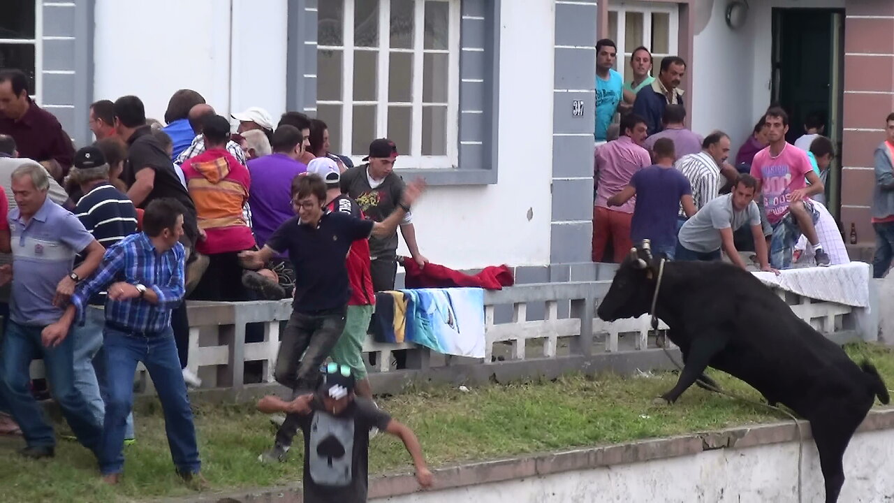 Tourada HF - Estrada 25 Abril - Touros (88,246,68,162) - 13Set2015 - Ilha Terceira - Açores