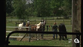 Equine therapy program expands as more address mental health