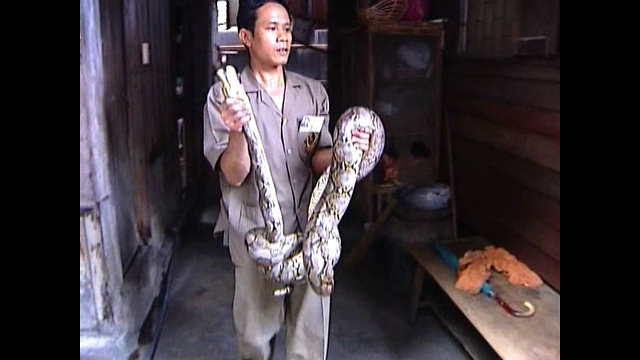 Pythons On The Loose!