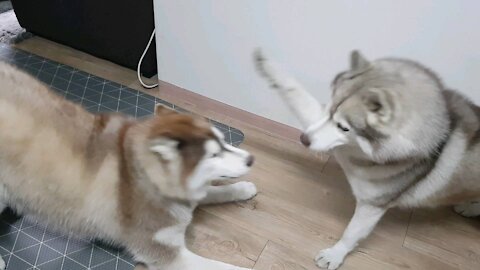 Husky brothers puchitan playing at home in the midst of covid19.