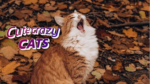 Cute Crazy Cats №3 #funny #cute