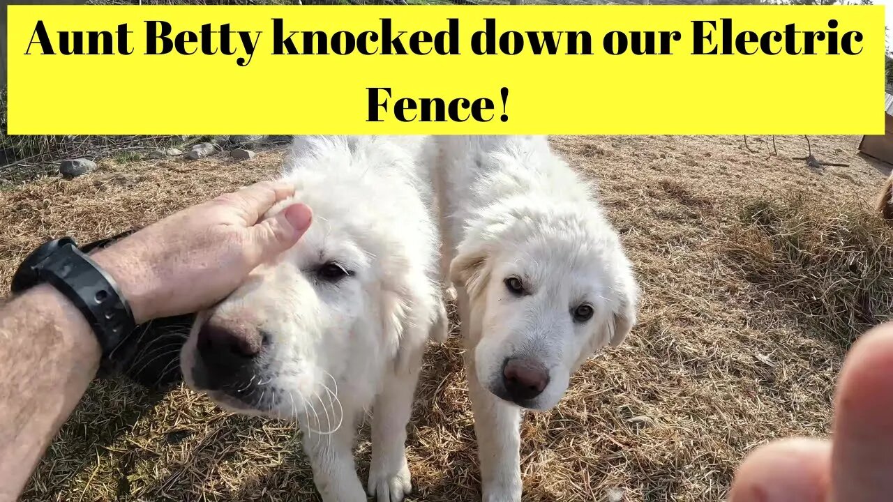 Aunt Betty Knocked Down Our Electric Fence!