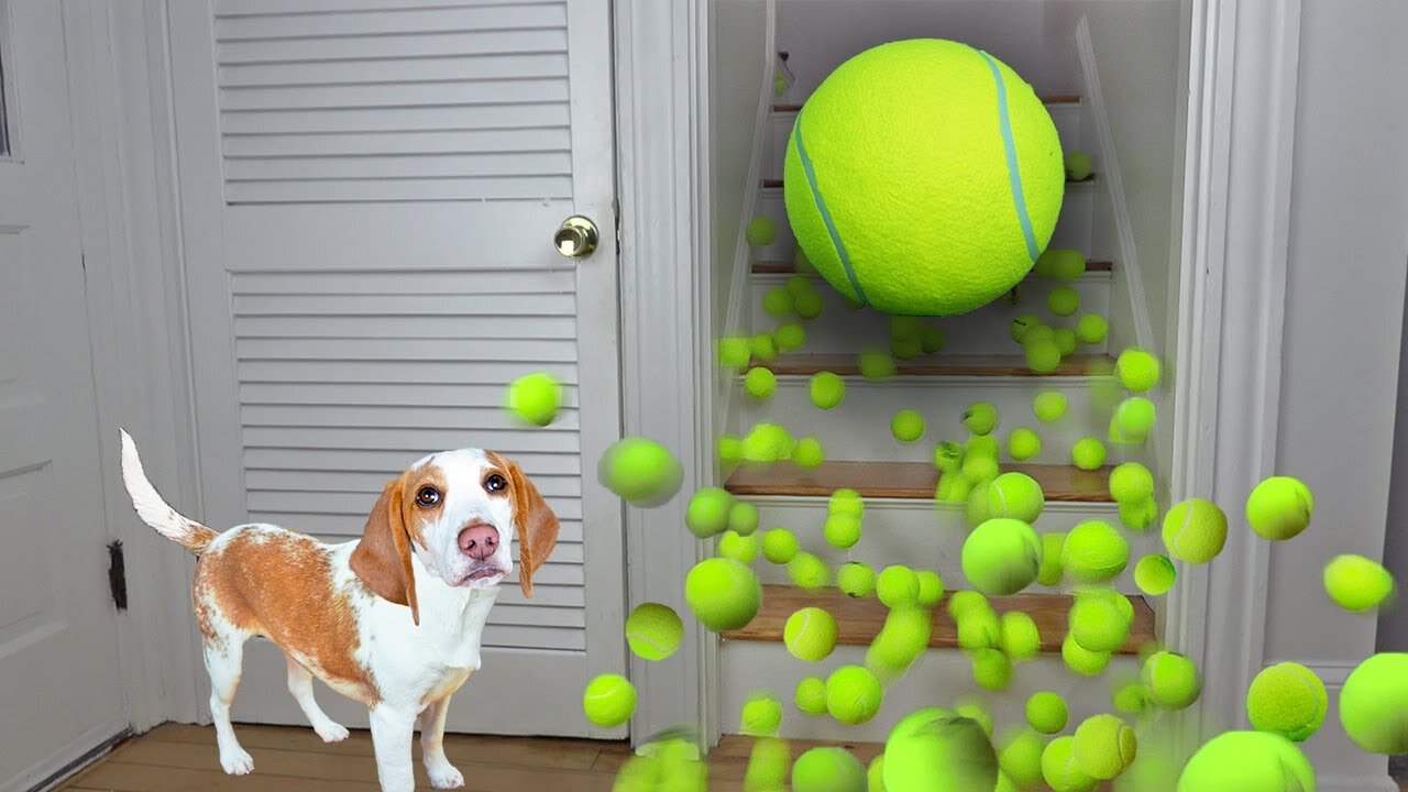 Puppy Gets Giant Tennis Ball Surprise: Cute Puppy Dog Indie Gets Epic Ball Pit w/Tennis Balls!.