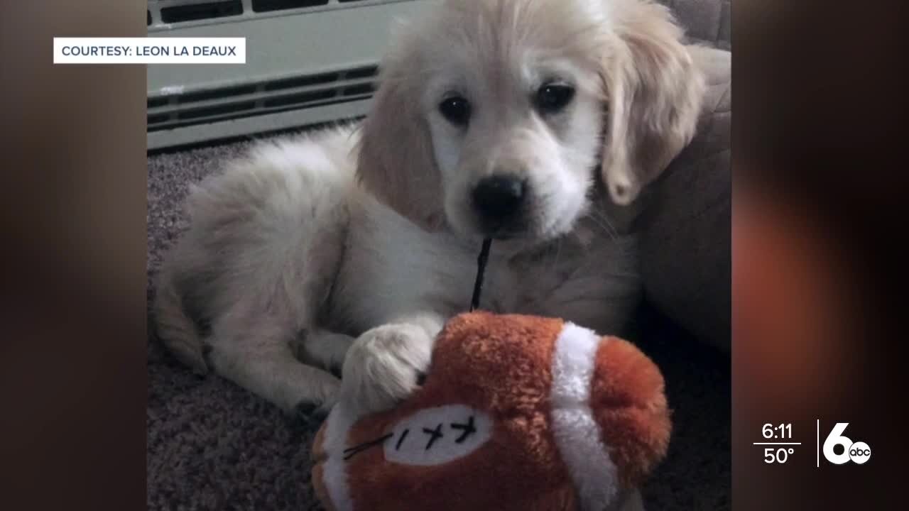 Nala, a four-legged friend helps balance the College of Idaho football program