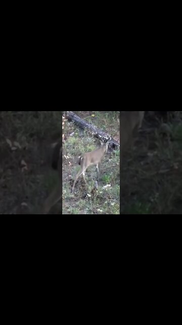 Public land bucks gets DROPPED! Muzzleloader!