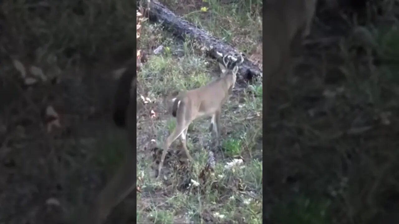 Public land bucks gets DROPPED! Muzzleloader!