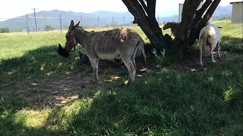 Smaller Donkeys As Safer Survival Bug Out Animal Than Big Donkey?