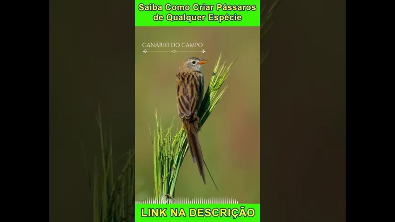 CANÁRIO DO CAMPO Cantando [Emberizoides herbicola] #shorts