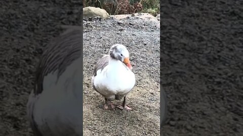 Poor little sneezing goose