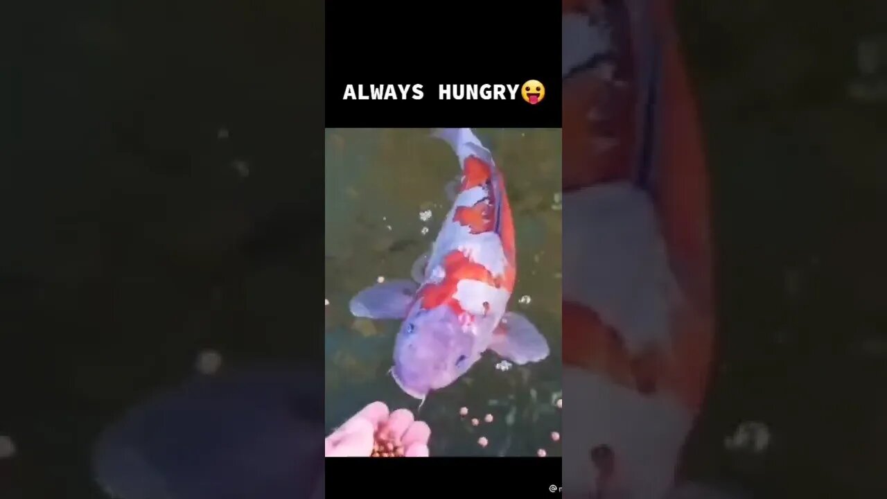 Fish is always hungry 😋