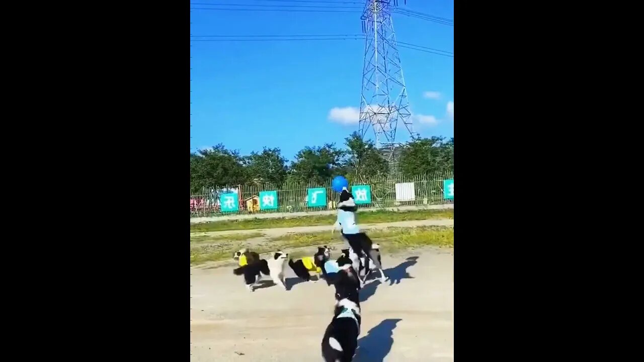 some dogs just playing around with a balloon.