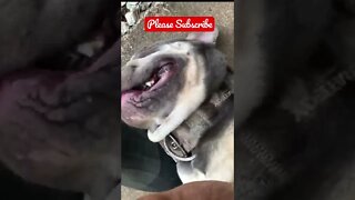 Cute Frenchie Makes HAPPY Noises When Pet #shorts