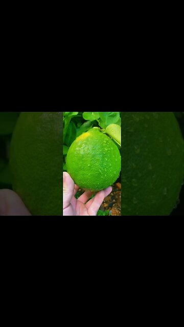 Growing the World’s Largest Lemons in a Tiny Pot?