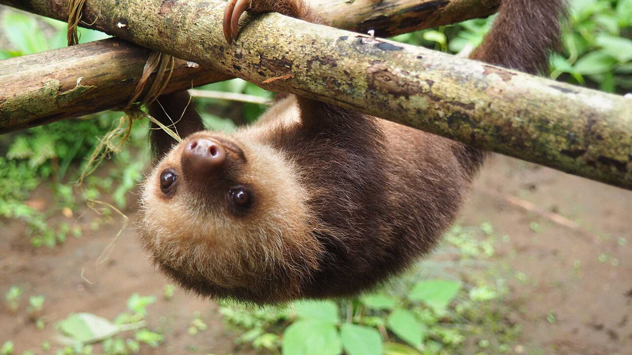 The Funniest Things To See Are Baby Sloths