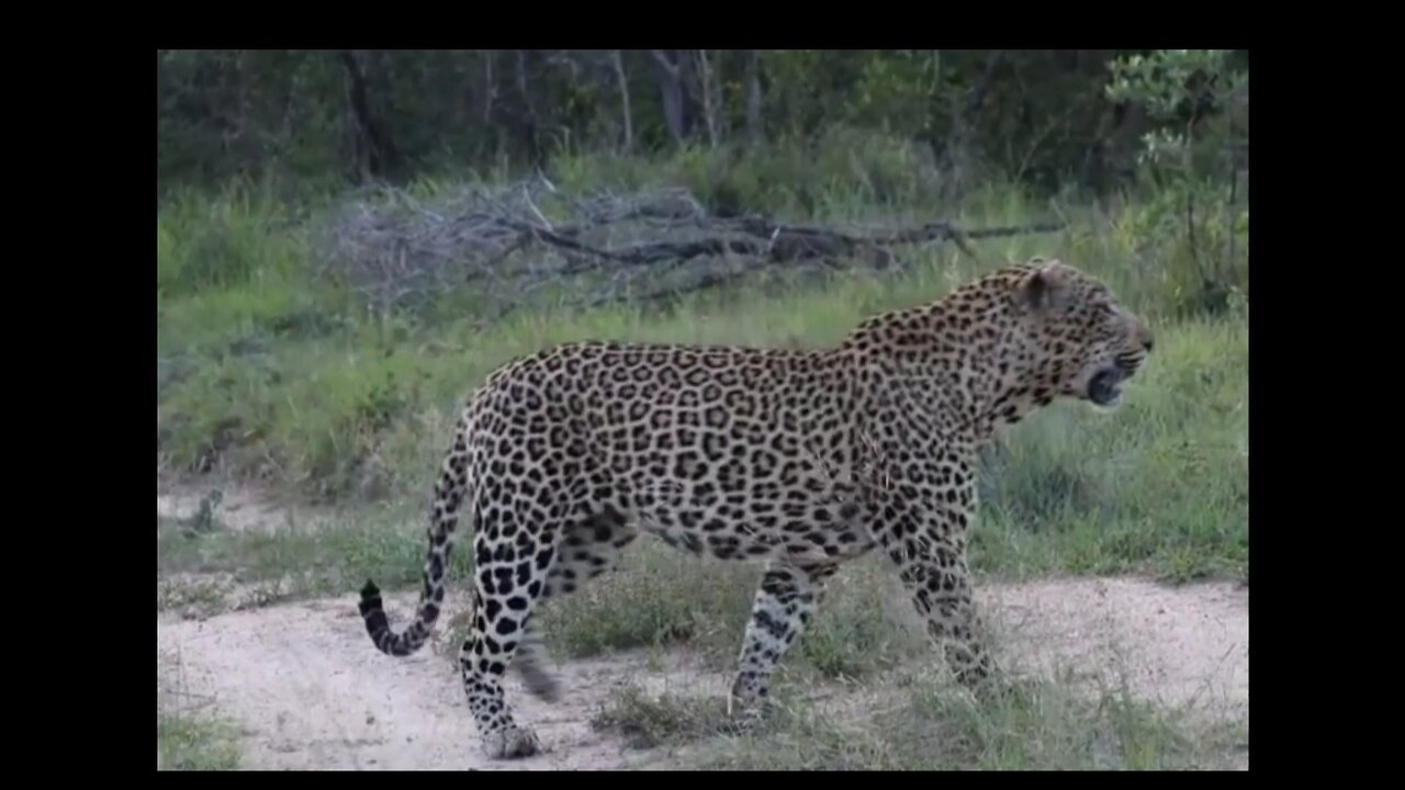 Hanyile Male Sighting at Lion Sands!