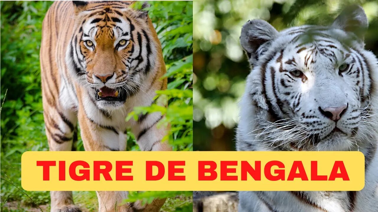 TIGRE DE BENGALA ( IMPONENTE E PODEROSO ) canal top 10