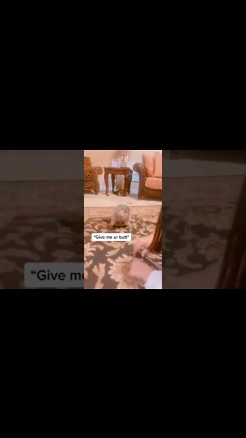 Best Funny Dog Videos| Try Not To Laugh| #shorts