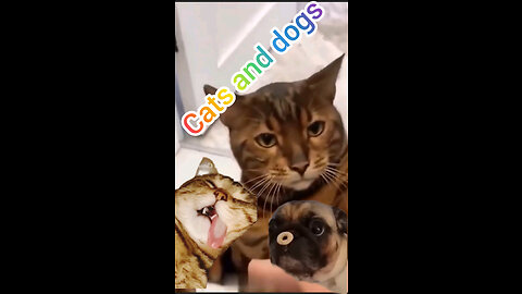 Best Animal Videos | Funny Cats Videos and Dog