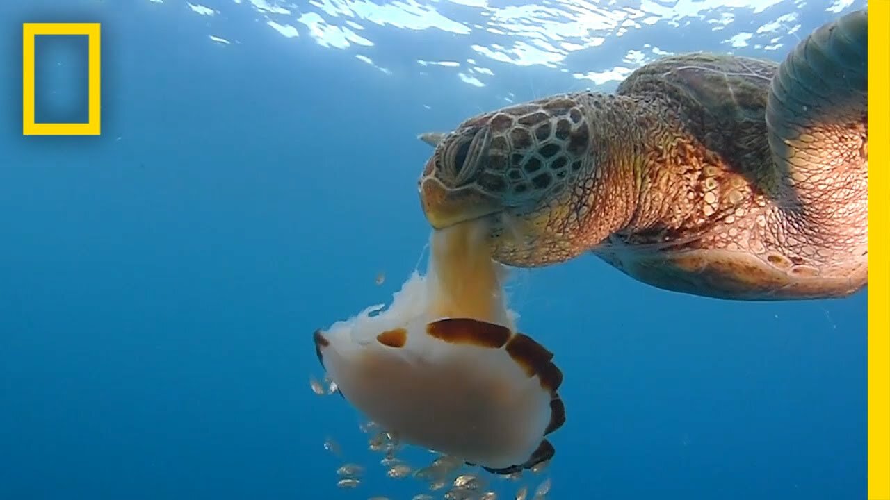 See a Sea Turtle Devour a Jellyfish Like Spaghetti