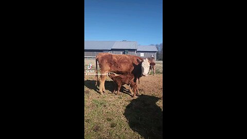 Momma cow feeding baby bull calf.