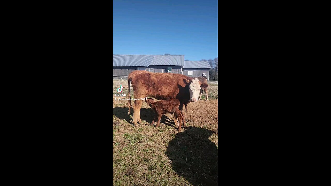 Momma cow feeding baby bull calf.