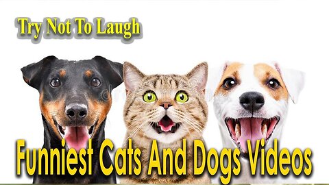 Hilarious Animals Moments || Funniest Cats and Dogs #funnyanimals #animals