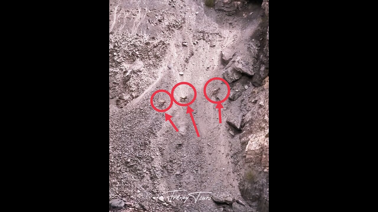 On the way, found Markhor